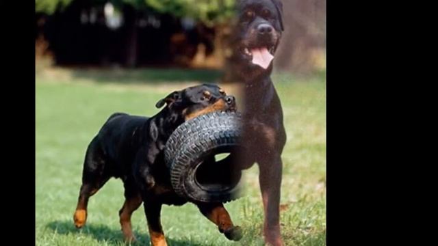 Ротвейлер №3 смотреть онлайн