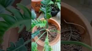 Philodendron Varieties | മരം കേറി ചെടികൾ