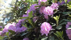 Латвия. Рижский ботанический сад, питомник Бабите, сад Питереса Упитеса