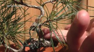 Bonsai Diary #23 Pinus sylvestris yamadori - 2021 05