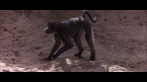 Валерий Сюткин и Группа ''Телефон'' - Всю Неделю Буль