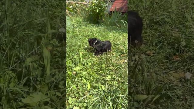 Йоркширский терьер девочка красотка смотреть онлайн