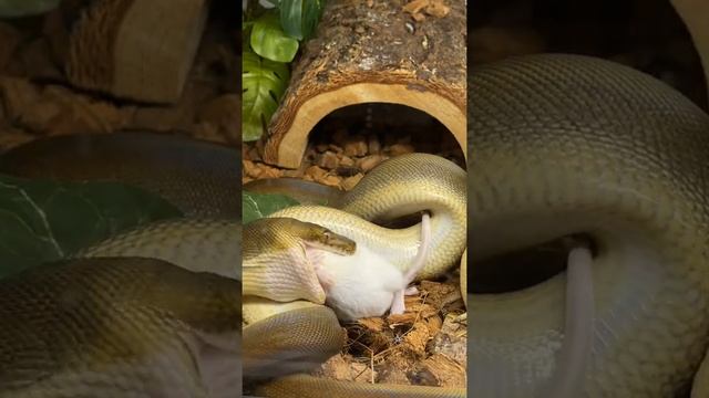 Reticulated Python Eating