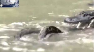 Аллигатор против Анаконды. Лучшая битва снятая на камеру