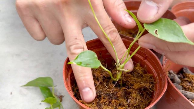 Idea Grow flowers at home without planting land, most cost-effective смотреть онлайн