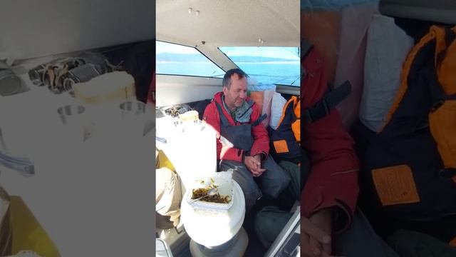 Самостоятельное путешествие на Шантарские острова, Шантары. Полярные киты.  Увидеть кита и выжить.