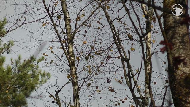 Охотничьи зарисовки | Осень в ожидании зимы | Для души и настроения смотреть онлайн