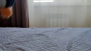 скибиди звери 13