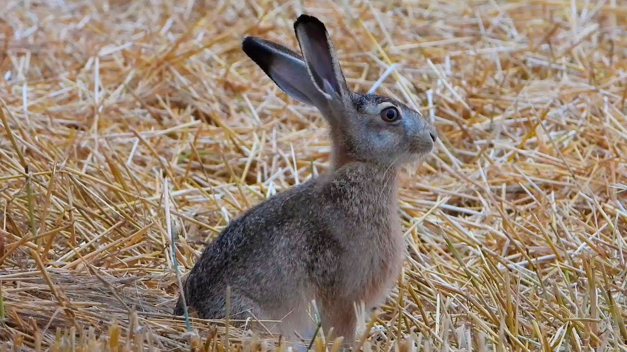 Зайчонок нервничает, но убегать не собирается! смотреть онлайн
