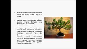 БЕРЕСКЛЕТ КОМНАТНЫЙ