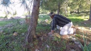 Грибы в Израиле .  פטריות בישראל  ... Mushrooms in Israel ...