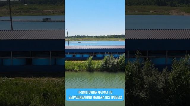 Прямоточная ФЕРМА по выращиванию МАЛЬКА ОСЕТРОВЫХ