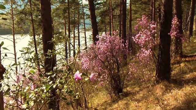 Алтай. Маральник цветет. Берег реки Катунь