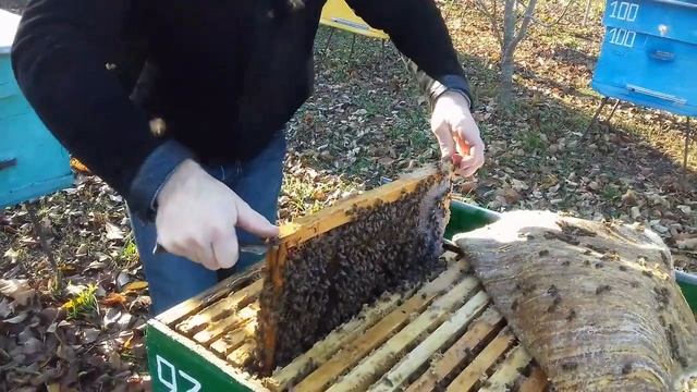 Пчелосемьи в ноябре, новое топливо для дымаря. смотреть онлайн