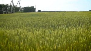 Действие гербицида "Гелиантекс". Обзор полей подсолнечника.