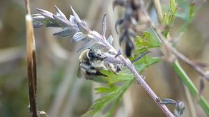 Melitta tricincta ♀ (Melittidae-Hymenoptera) 2018 monolectique sur Odontite