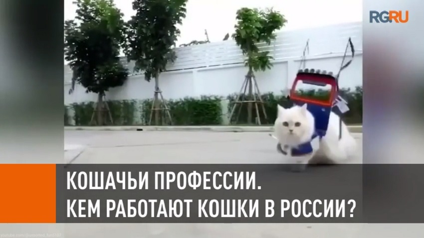 Кошачьи профессии. Кем работают кошки в России?
