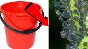 Как быстро избавиться от тли За 3 Секунды!!!!!!!!!...