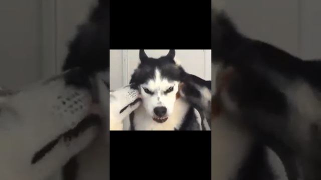 Один язык хорошо, а три лучше. Смешные собаки смотреть онлайн