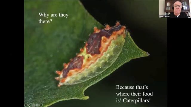 Doug Tallamy: The Nature of Oaks: The Rich Ecology of Our Most Essential Native Trees смотреть онлайн