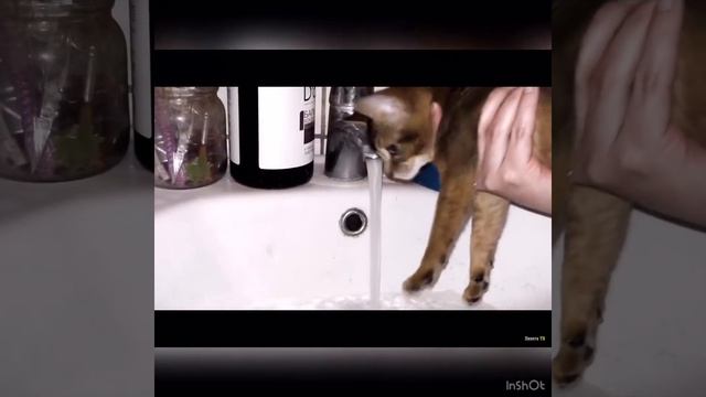 Все о породе Абиссинская Кошка смотреть онлайн