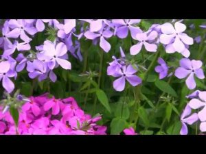 Флокс канадский (растопыренный)