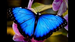 Сказка - ПРИТЧА Голубая бабочка Морфо