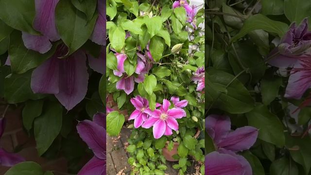 More clematis.