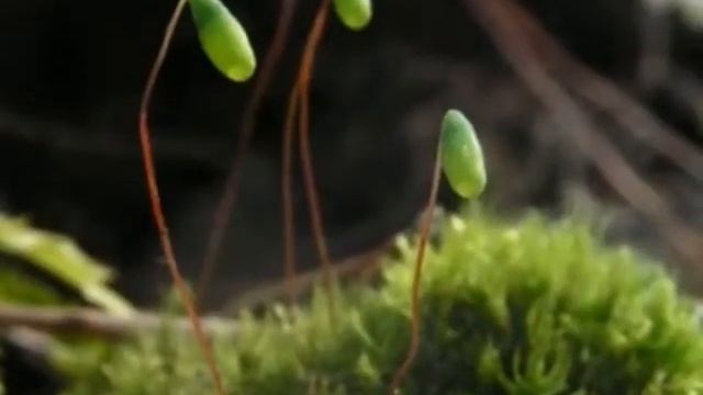 Мох кукушкин лен смотреть онлайн