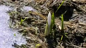 Ещё будто зима.стихи Анна Гетьман.музыка.поёт видеоролик -Игорь Афанасьев