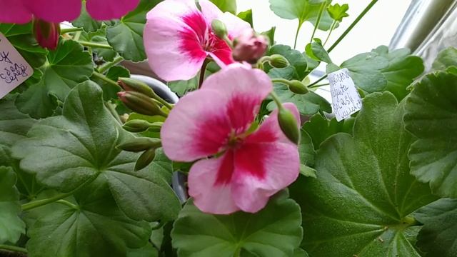 Пеларгония-герань! Стеллары! Pac - глазастики! Сорта для подоконника. смотреть онлайн