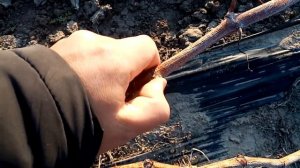 Какой мороз выдержат почки винограда