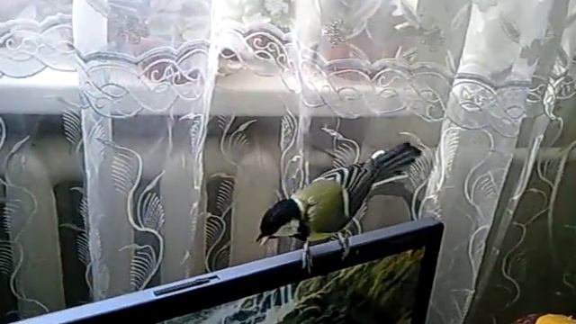 Синица по имени Маняша смотреть онлайн