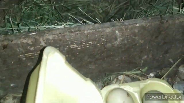 Фазан... или как посадить курицу на яйца