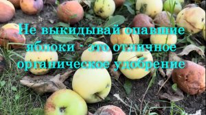 Не выкидывай опавшие яблоки - это отличное органическое удобрение