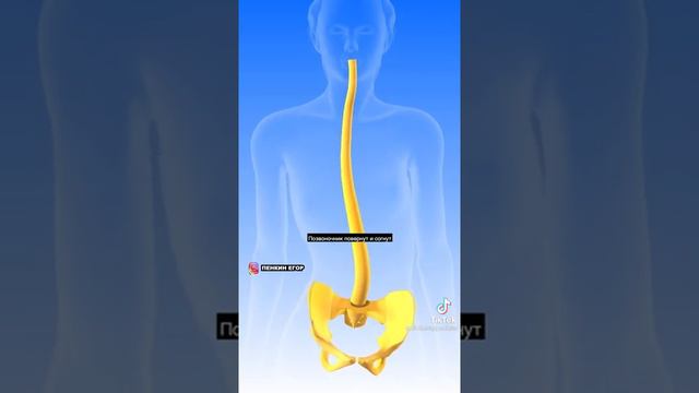 О вреде самоката.Так ли это?Поэтому надо кататься на обеих ногах по очереди.))