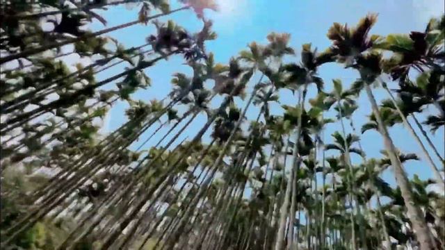 Palm Trees Purple Sunset on Beach. Why Do Palm Trees Mostly Grow Near The Ocean? 1080p смотреть онлайн
