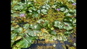 basil - Impatiens balsam 13  【MusicVideo】【高音質】