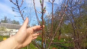 Результат весенней обрезки по системе типо KGB. Цветение. Алыча, абрикос, слива.