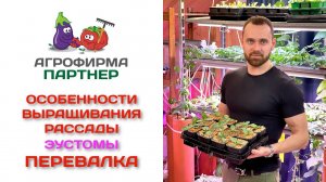 Особенности выращивания рассады эустомы. Перевалка