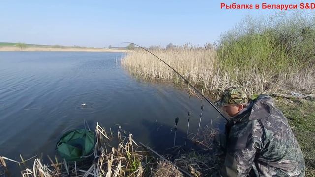 Бешеный клев крупных карасей на закидушки смотреть онлайн