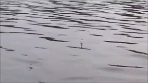 Как ловить голавля на маховую удочку на мушку!  Городская рыбалка!