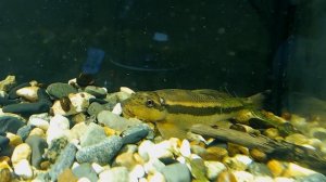 Китайский водорослеед. Описание, условия содержания и личный опыт. У рыжих действительно нет души