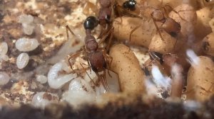 Основная колония муравьев Салтаторов, 5 месяцев (Harpegnathos saltator) #1