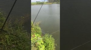 Рыбалка на осетра,где поймать осетра летом.