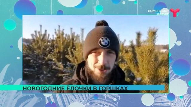 Новогодние ёлочки в горшках