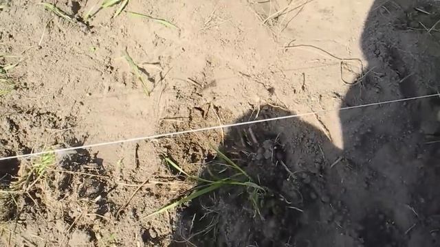Простой и без труда,но эффективный метод выращивания картофеля