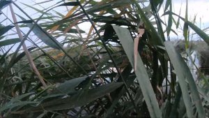 Чирок-свистунок с Подхода