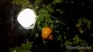 Определение пола у ампулярий