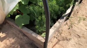 Лучшая теплица для огурцов